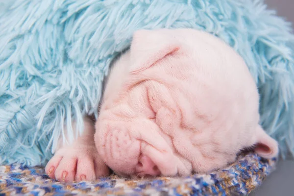 面白い小さなアメリカのブルドッグ子犬犬は灰色の青の背景で眠っています — ストック写真