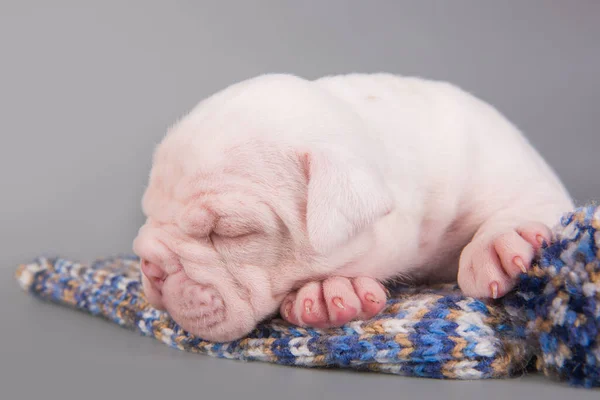Divertente Piccolo Cane Cucciolo Bulldog Americano Sta Dormendo Sfondo Grigio — Foto Stock