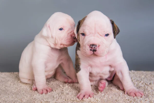Two Funny American Bulldog Puppies Dogs Gray Background — Stock Photo, Image