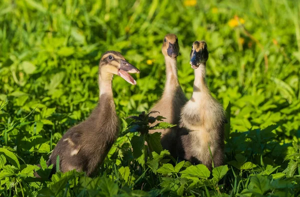 Three Little Domestic Gray Duckling Sitting Green Grass — Stock Photo, Image