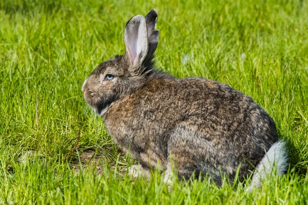 Graue Hasen Sitzen Auf Grünem Gras Große Erwachsene Graue Hasen — Stockfoto