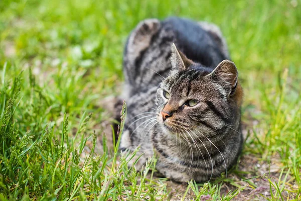 Uzun Bıyıklı Gri Bir Tekir Kedinin Portresi Sevimli Hayvan Kedi — Stok fotoğraf