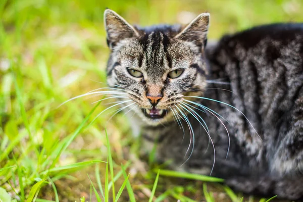 Gato Canoso Está Llorando Gato Sobre Hierba Verde — Foto de Stock