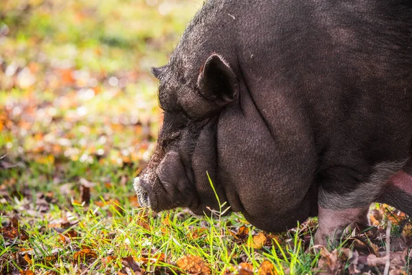 Big Vietnam babi hitam menutup profil potret — Stok Foto