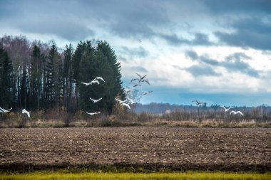 Whooper Kuğu Sürüsü, Cygnus sahada yürüyor