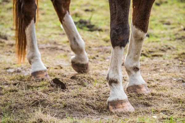 Primer plano de patas y pezuñas de caballo marrón — Foto de Stock