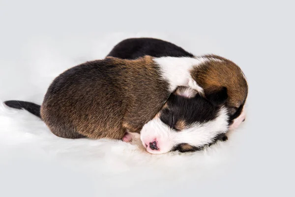 Два Пемброка валлийских щенков Корги на белом — стоковое фото
