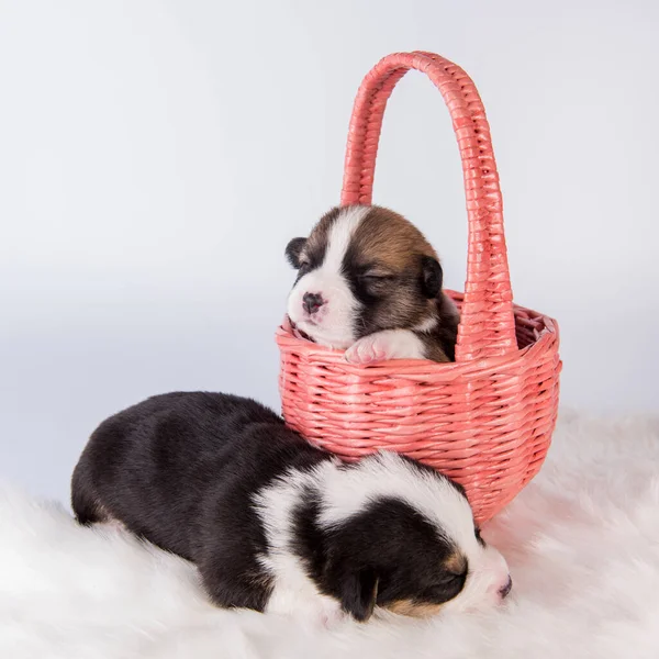 Two Pembroke Welsh Corgi puppies dogs on basket — Stock Photo, Image