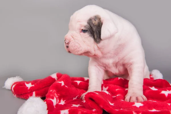 アメリカのブルドッグ子犬犬オングレー赤の背景 — ストック写真