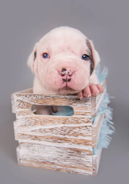 Amerikan Bulldog köpek yavrusu hediye kutusunda oturuyor. — Stok fotoğraf