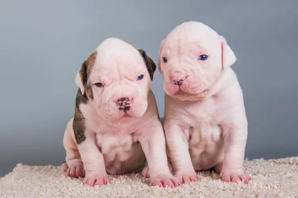 Two funny American Bulldog puppies dogs on gray — Stock Photo, Image