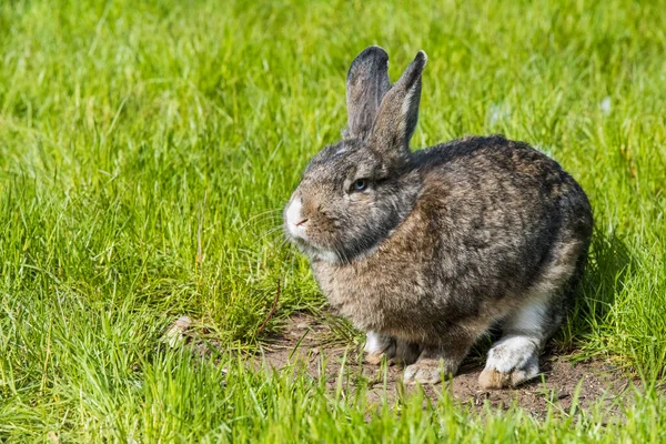 灰色ウサギウサギウサギ緑の草の上に座っている. — ストック写真