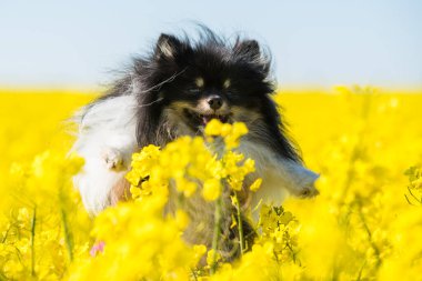 Köpek Pomeranian tecavüz çiçeklerinin sarı tarlasında