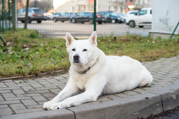 Viejo perro blanco con una cadena de guardias de aparcamiento. — Foto de Stock