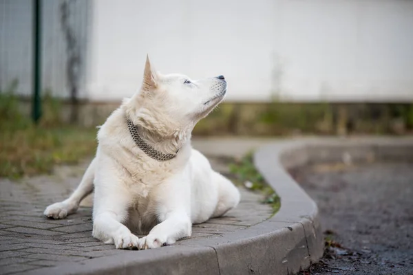 Old white swiss shepherd dog looking up outside