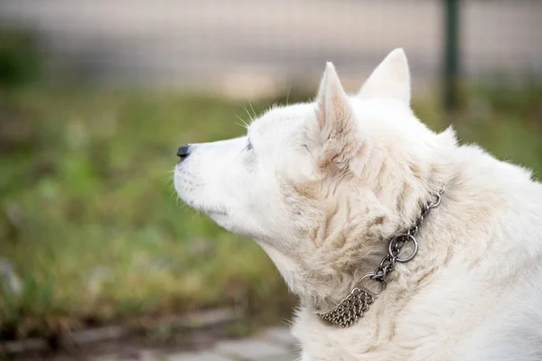 Viejo perro pastor suizo blanco mirando afuera — Foto de Stock
