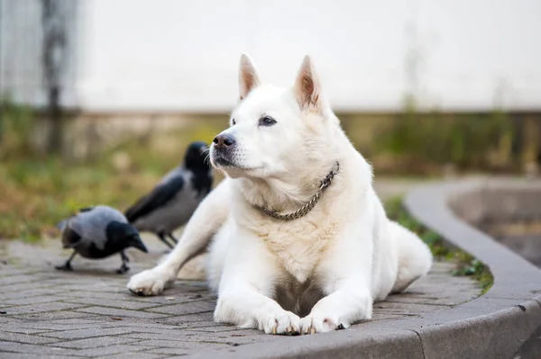 Vecchio cane pastore svizzero bianco posa fuori — Foto Stock