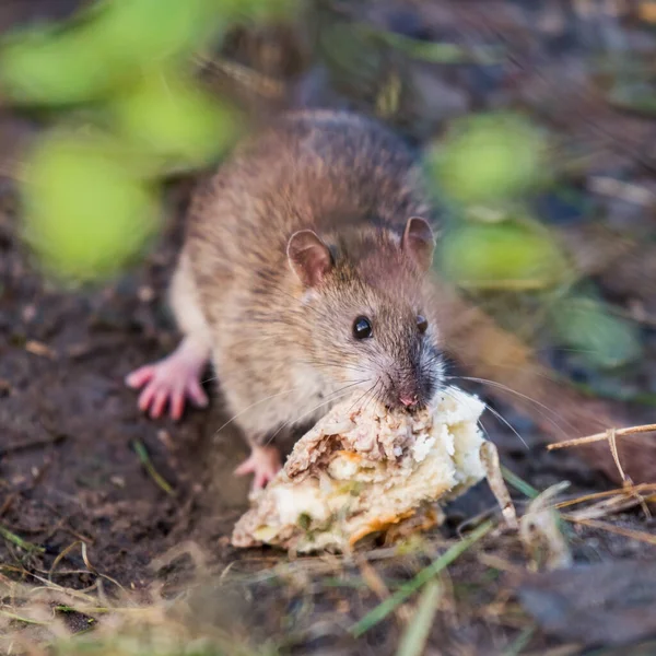 Vahşi sıçan dışarıda ekmek yiyor. — Stok fotoğraf