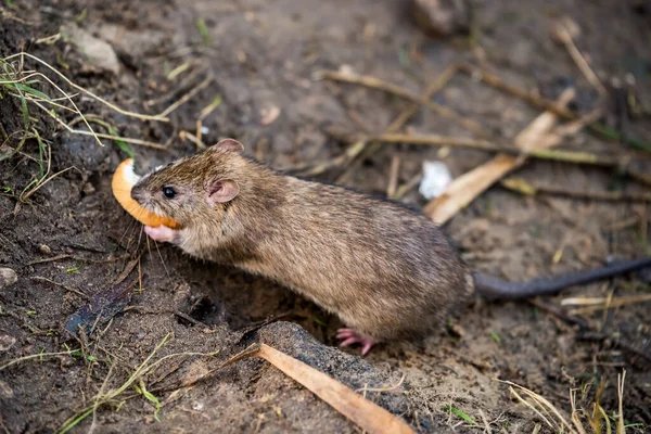 Tikus liar makan sepotong roti di luar — Stok Foto