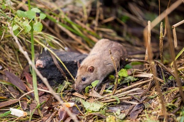 Tikus liar makan sepotong roti di luar — Stok Foto