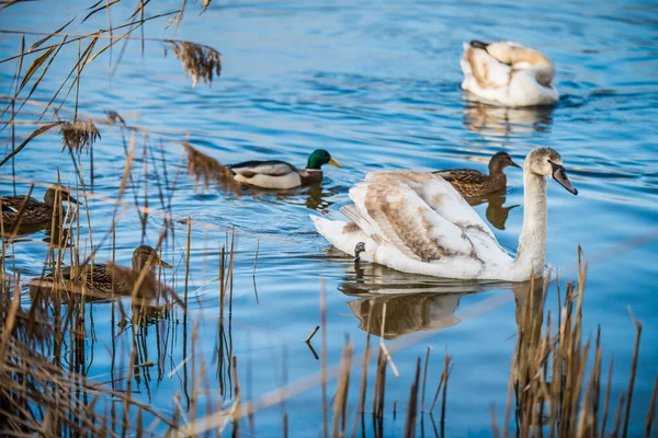 Stumma svanar och ankor på sjön i parken. — Stockfoto