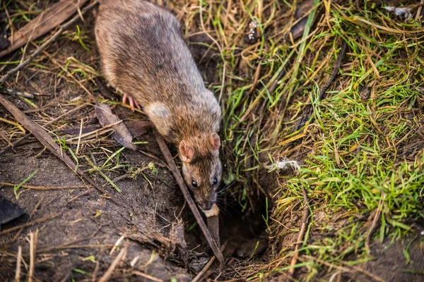 Брауновий щур ховається в ямі на багнистій землі. — стокове фото