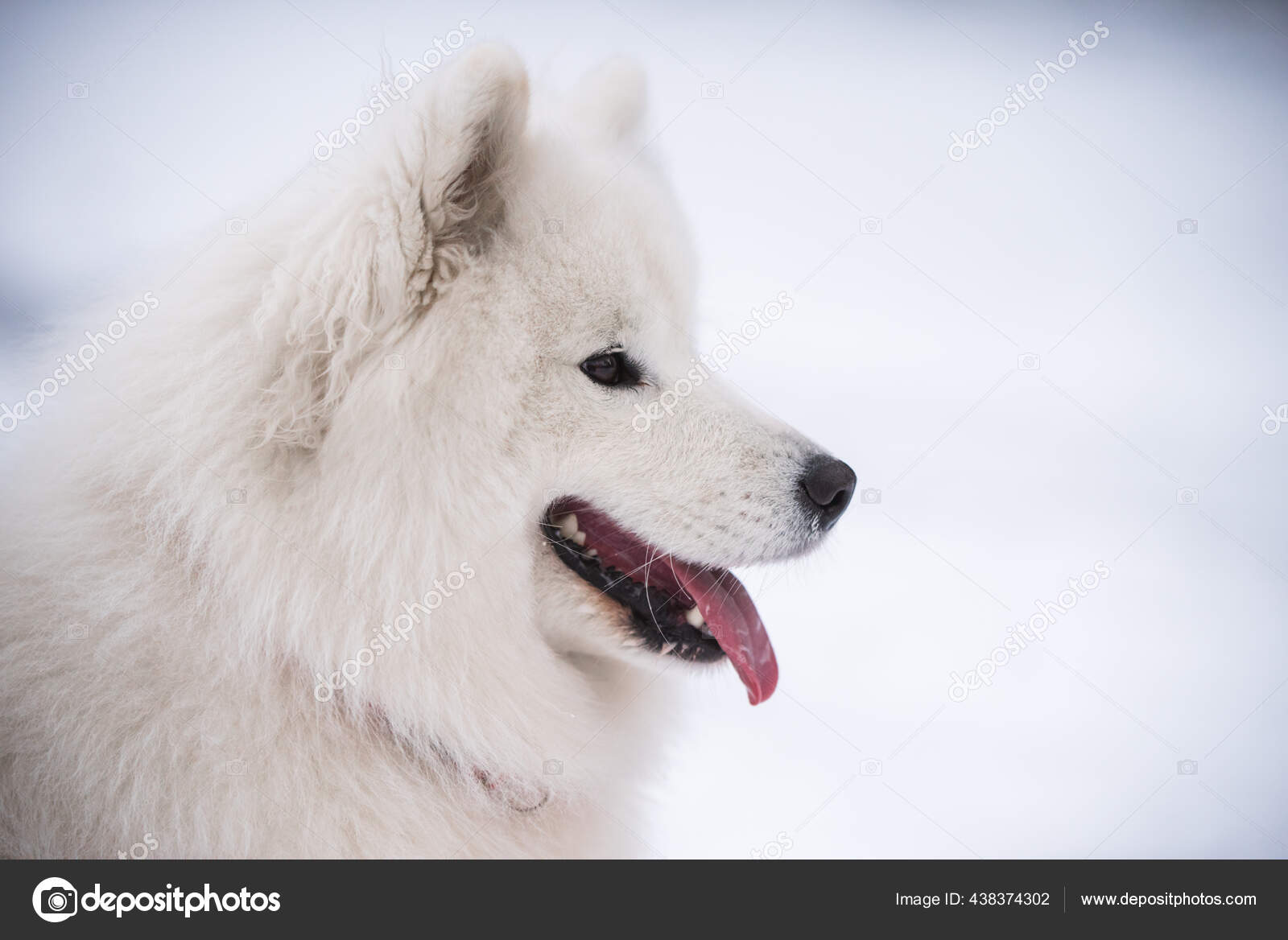 萨摩亚白狗近身在雪地背景上 图库照片 C Zannaholstova