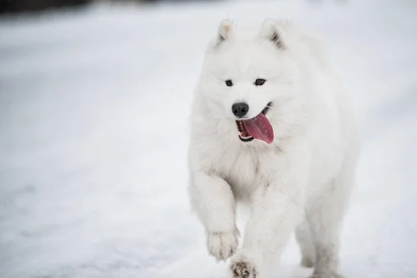 Samoyed cão branco está correndo na neve fora — Fotografia de Stock