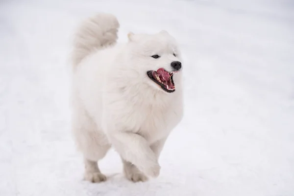 Samoyed biały pies biegnie po śniegu na zewnątrz — Zdjęcie stockowe