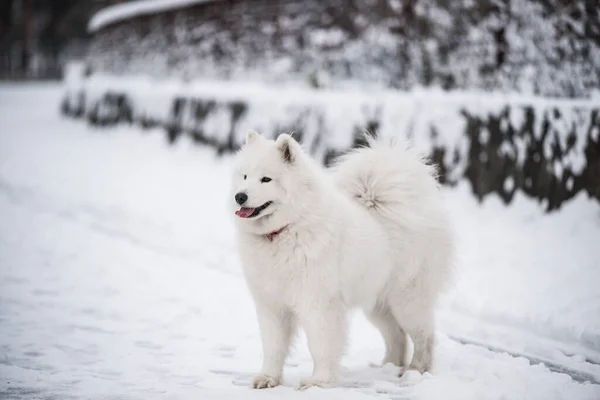 Samoyed white dog is on snow background outside — Stock Photo, Image