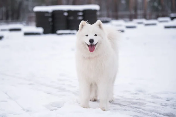 白い犬が外の雪の上にいる — ストック写真