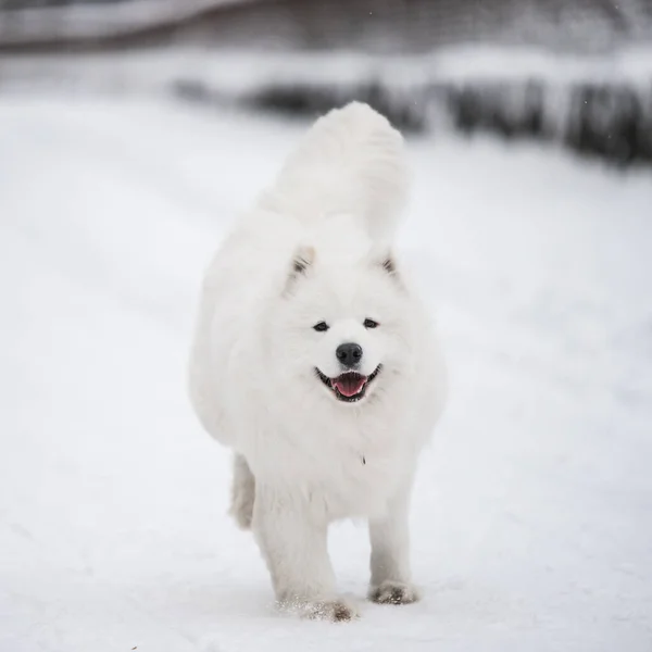 Samoyed cão branco está correndo na neve fora — Fotografia de Stock