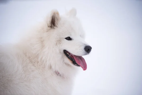 Самоїдний білий собака крупним планом знаходиться на сніговому тлі — стокове фото