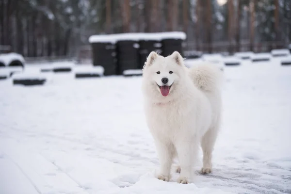 Samoyed biały pies jest na tle śniegu na zewnątrz — Zdjęcie stockowe