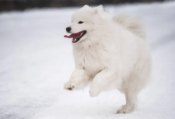 Samoyed cão branco está correndo na neve fora — Fotografia de Stock