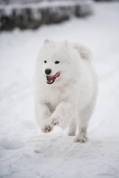 Samojerad vit hund springer på snö utanför — Stockfoto
