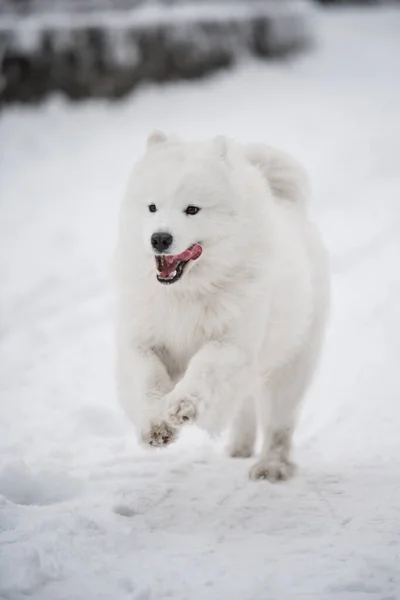 Samoyed biały pies biegnie po śniegu na zewnątrz — Zdjęcie stockowe