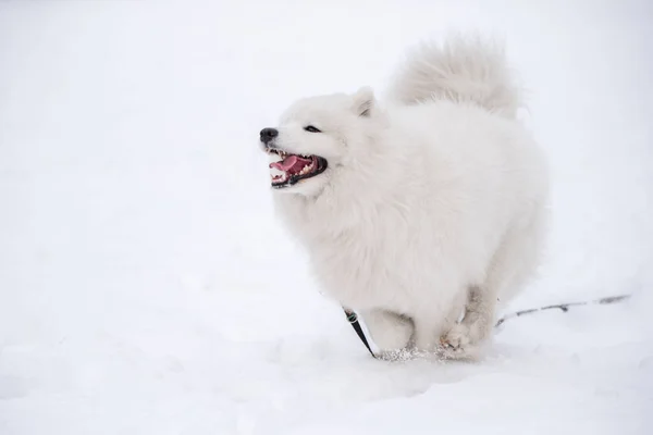 Samoyed biały pies biegnie po śniegu na zewnątrz — Zdjęcie stockowe