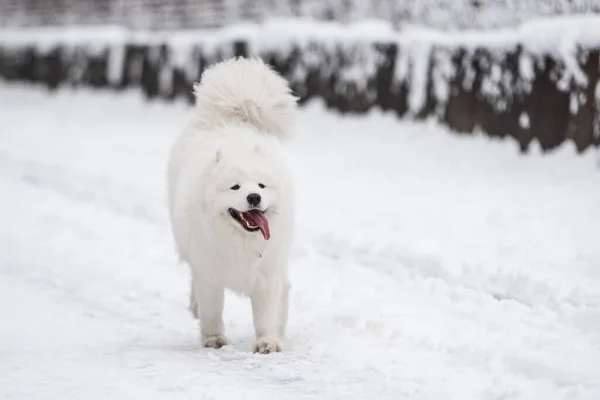 Samoyed white dog is running on snow outside — Stock Photo, Image