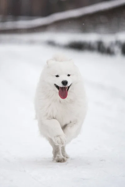 Samoyed cane bianco è in esecuzione sulla neve al di fuori — Foto Stock