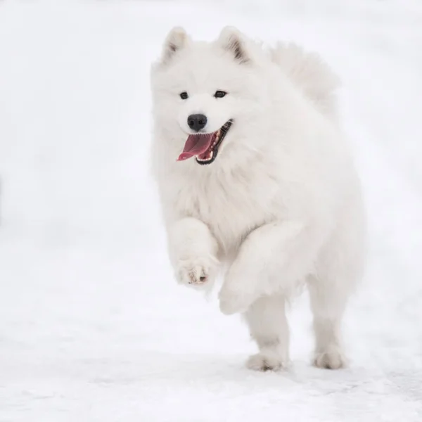 Самогонний білий собака біжить на снігу надворі — стокове фото