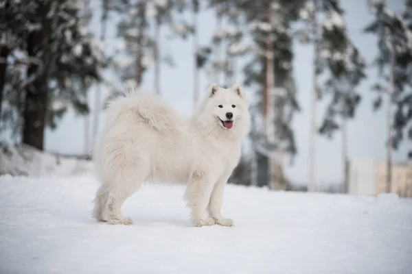 Samoyed λευκό σκυλί είναι στο φόντο χιόνι έξω — Φωτογραφία Αρχείου