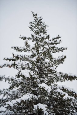 Ormanda karla kaplı büyük güzel bir Noel ağacı