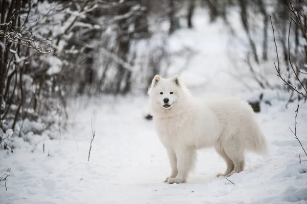 Samoyed cão branco está no fundo da neve fora — Fotografia de Stock