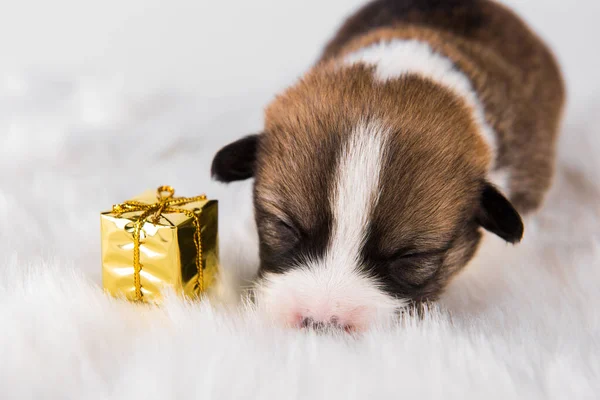 Pequeno cachorro Pembroke Welsh Corgi com presente — Fotografia de Stock