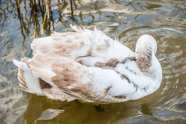 Młody, szary łabędź Cygnus olor ptak w wodzie — Zdjęcie stockowe