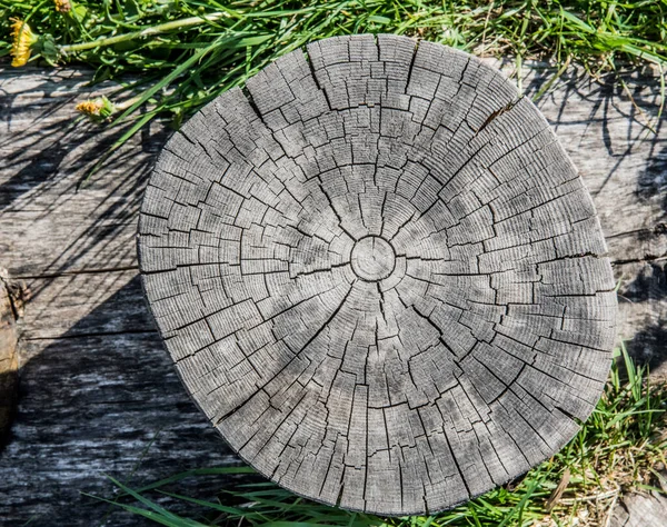 Παλιό κούτσουρο δέντρου δείχνει ρωγμές και κατάγματα — Φωτογραφία Αρχείου