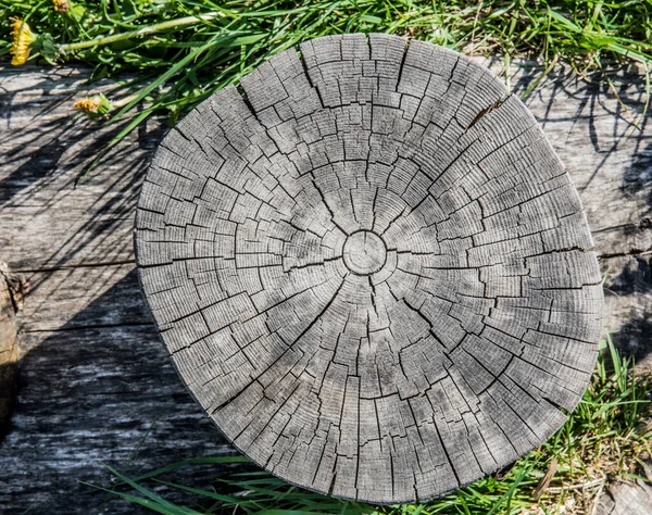 Alter Baumstumpf weist Risse und Risse auf — Stockfoto