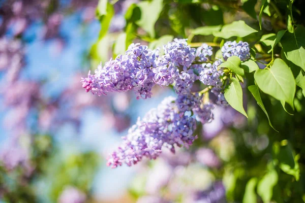 푸른 자줏빛 라일락 꽃가지와 잎사귀들이 뿌려진 채피어 있는 모습 — 스톡 사진
