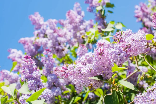 Paarse lila bloemen met de bladeren op wazig — Stockfoto